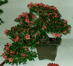 Descriptive bonsai image