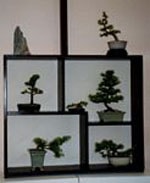 Descriptive bonsai image