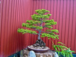 Scottish National Collection Bonsai