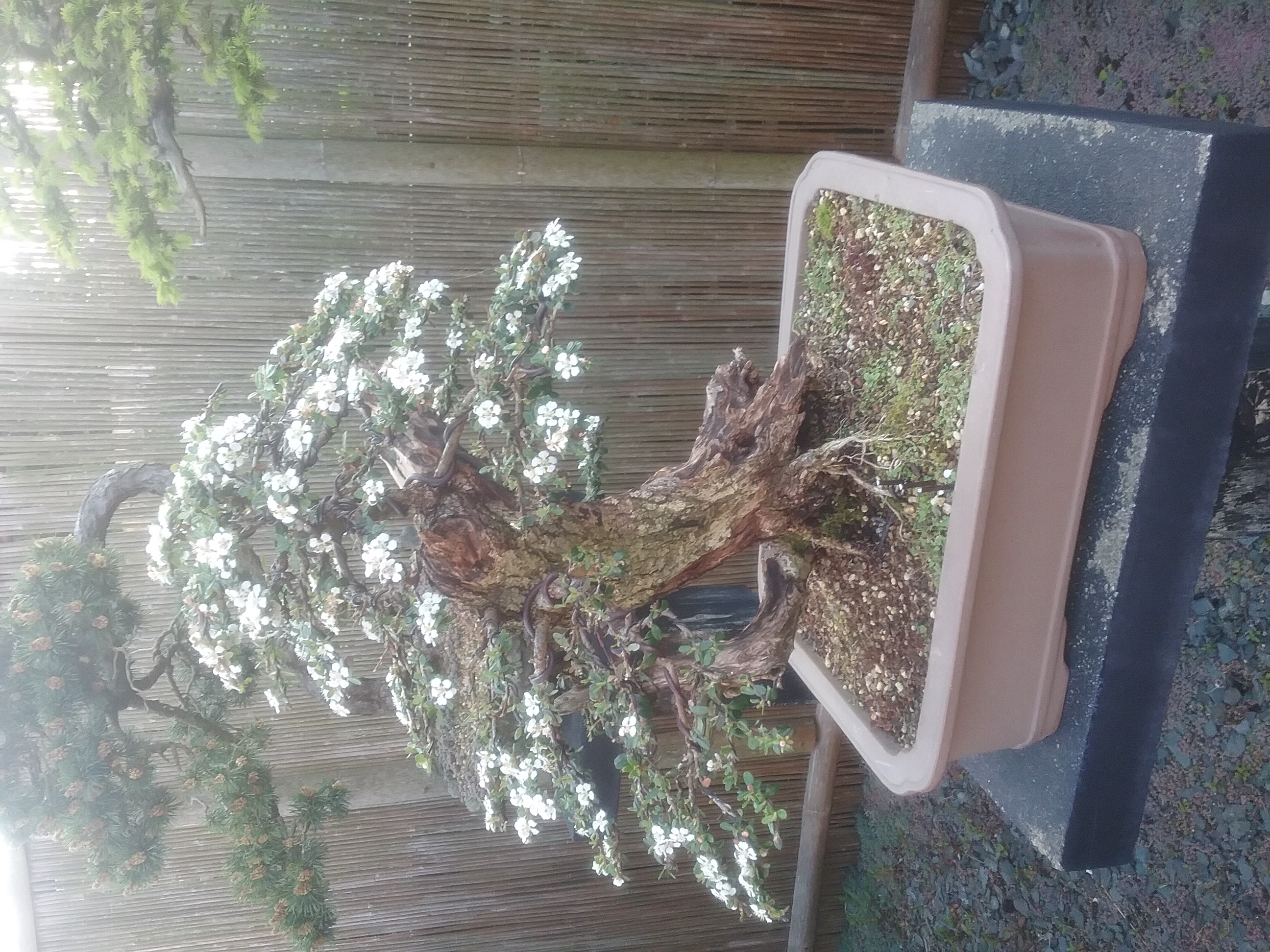 Cotoneaster