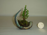 Bonsai as little as a pound!