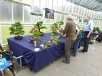 Bonsai Tree National Exhibition 2012