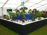 2016 Ayr Flower Show Bonsai Trees