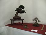 British Shohin Association show, March 2012