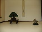 British Shohin Association show, March 2012