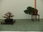 British Shohin Association show, March 2012