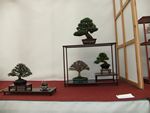 British Shohin Association show, March 2012