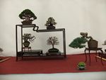 British Shohin Association show, March 2012