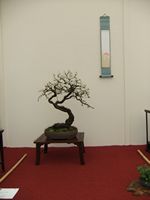 British Shohin Association show, March 2012