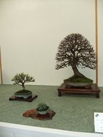 British Shohin Association show, March 2012