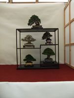 British Shohin Association show, March 2012