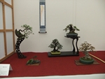 British Shohin Association show, March 2014