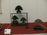 British Shohin Association show, March 2014