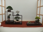 British Shohin Association show, March 2014