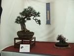 British Shohin Association show, March 2014