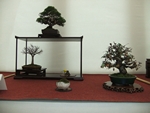 British Shohin Association show, March 2014