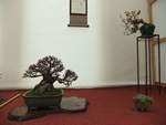 British Shohin Association show, March 2014