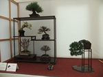 British Shohin Association show, March 2014