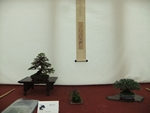 British Shohin Association show, March 2014