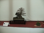 British Shohin Association show, March 2014