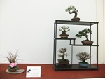 British Shohin Association show, March 2014