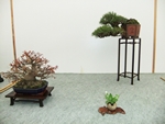 British Shohin Association show, March 2014