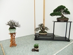 British Shohin Association show, March 2014