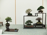 British Shohin Association show, March 2014