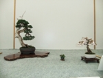 British Shohin Association show, March 2014