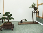 British Shohin Association show, March 2014