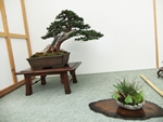 British Shohin Association show, March 2014