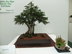 British Shohin Association show, March 2014