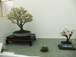 British Shohin Association show, March 2014