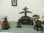 British Shohin Association show, March 2014