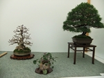 British Shohin Association show, March 2014