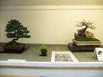 British Shohin Association show, March 2014