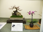 British Shohin Association show, March 2014