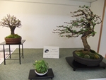 British Shohin Association show, March 2014