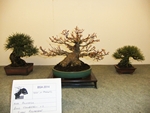 British Shohin Association show, March 2014