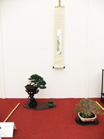 British Shohin Association show, March 2014