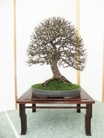 British Shohin Association show, March 2014