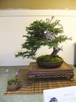 British Shohin Association show, March 2014