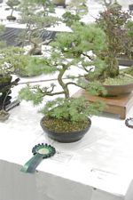 SBA Bonsai Tree Photos Gardening Scotland 2013