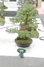 SBA Bonsai Tree Photos Gardening Scotland 2013