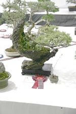 SBA Bonsai Tree Photos Gardening Scotland 2013