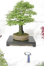 SBA Bonsai Tree Photos Gardening Scotland 2013