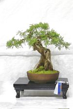 SBA Bonsai Tree Photos Gardening Scotland 2013