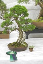 SBA Bonsai Tree Photos Gardening Scotland 2013