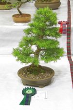 SBA Bonsai Tree Photos Gardening Scotland 2013