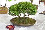 SBA Bonsai Tree Photos Gardening Scotland 2013